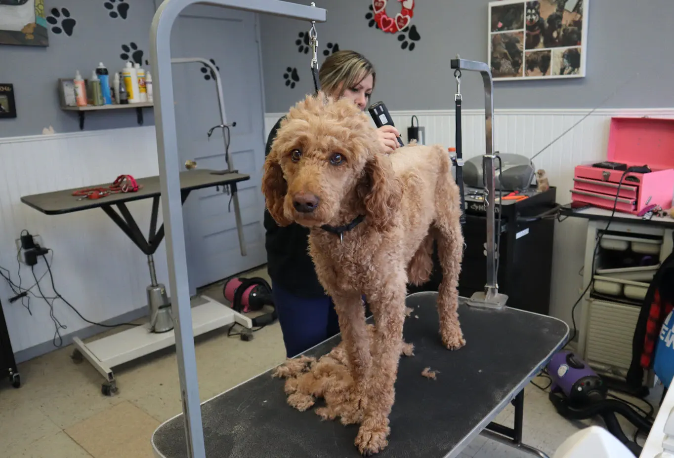 An apricot goldendoodle standing on the grooming table while Marina clips its back