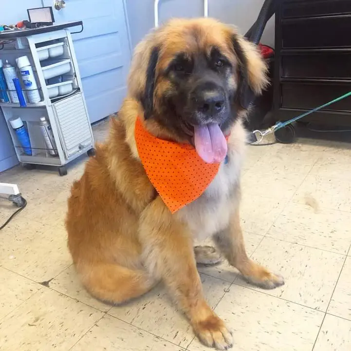 A Leonberger in an orange bandana sitting on the salon floor with its tongue out