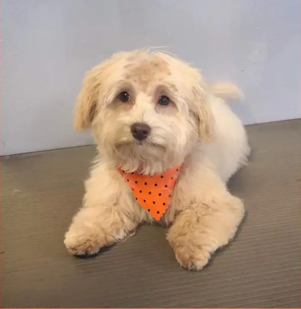A cream doodle puppy in an orange bandana lying down and looking at the camera