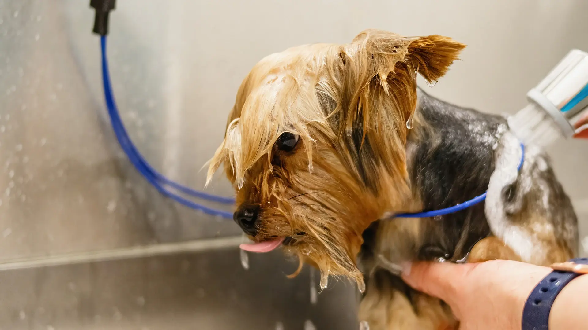 A Yorkshire terrier being rinsed in the salon tub, coat wet, a blue hose across the frame