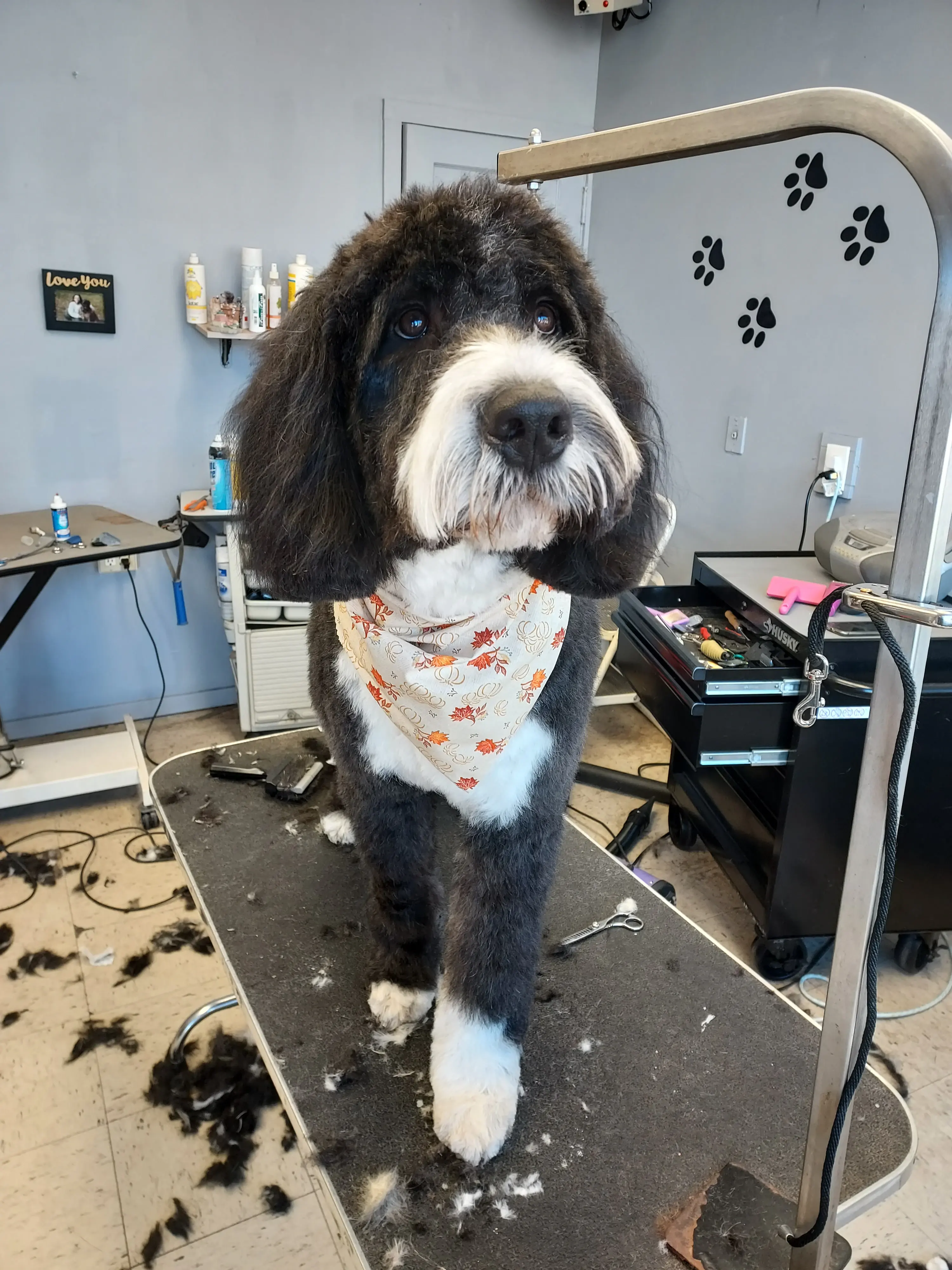 A black-and-white doodle standing on the grooming table mid-groom, clipped fur on the floor around it
