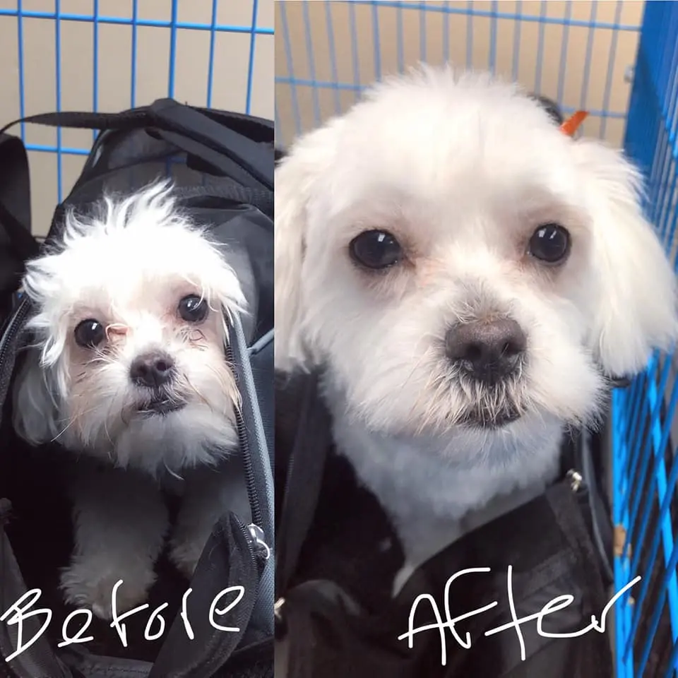 A before-and-after pair of the same Maltese: matted and unkempt on the left, labelled "Before", and clean and clipped on the right, labelled "After"