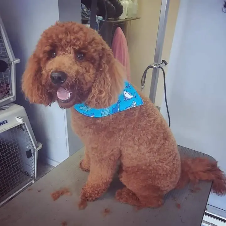 A freshly clipped red toy poodle in a blue bandana sitting on the grooming table