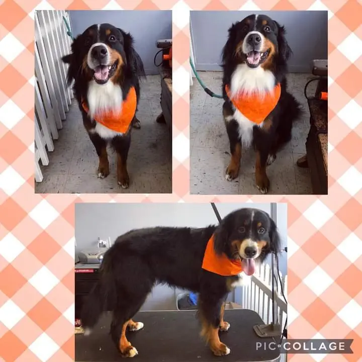 A three-frame collage of a Bernese mountain dog in an orange bandana on a peach gingham background