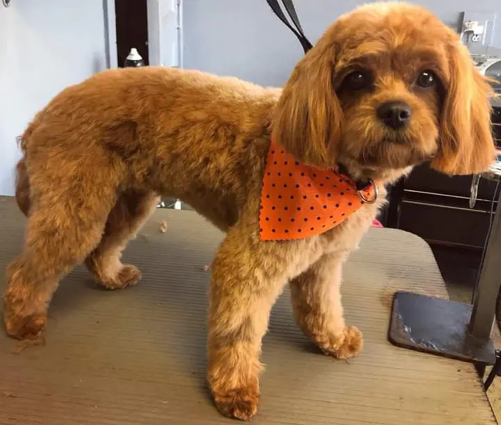 An apricot cockapoo in an orange bandana standing on the grooming table