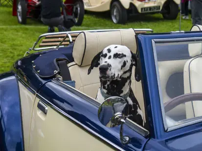 A Dalmatian sitting in the driver's seat of a navy classic convertible
