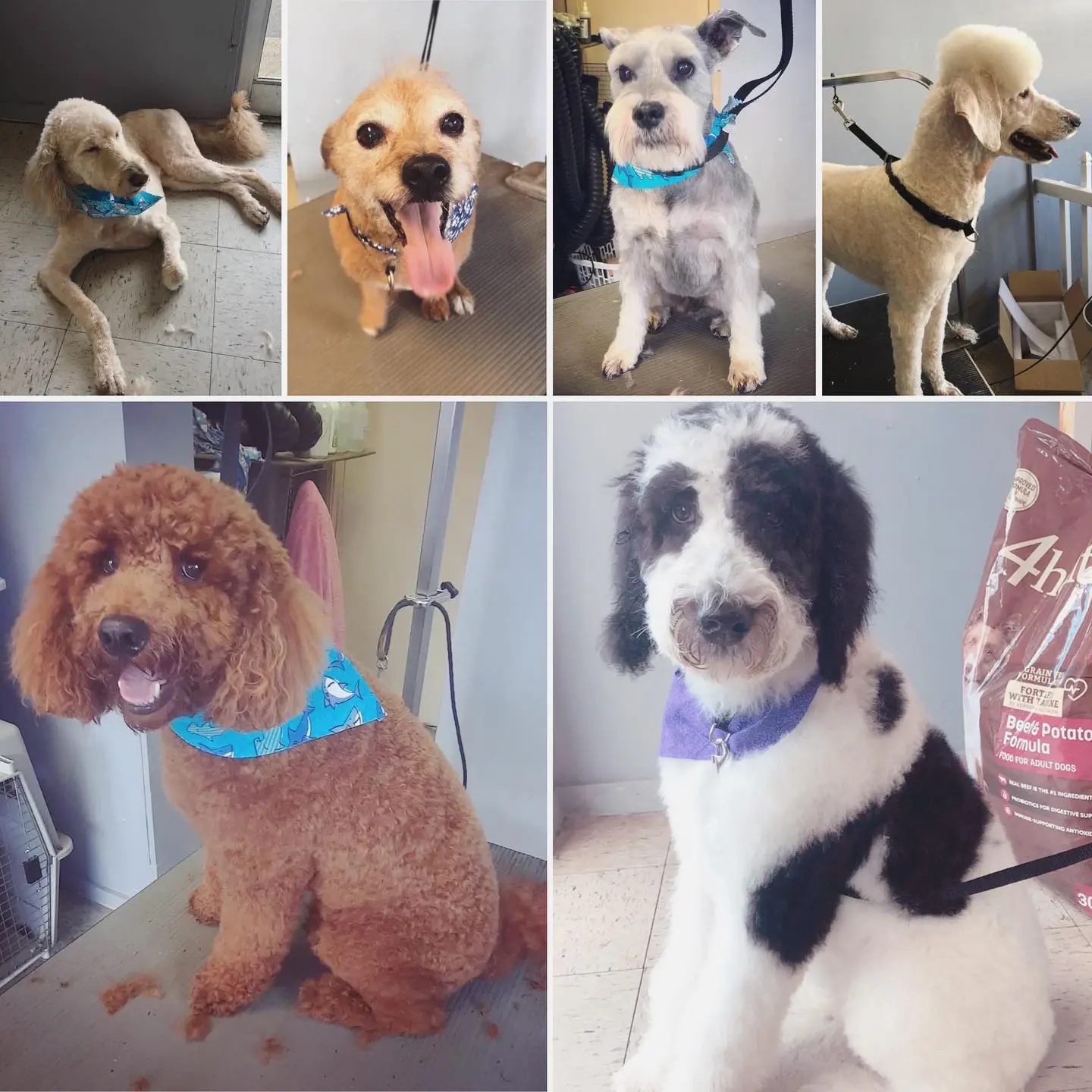 A four-photo collage of salon clients: a terrier mix, a schnauzer mix on a lead, a red poodle in a blue bandana, and a black-and-white doodle