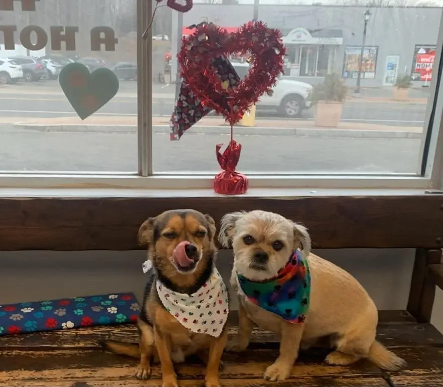 Two small dogs in bandanas sitting side by side on a bench in the salon window, a red heart wreath hanging behind them