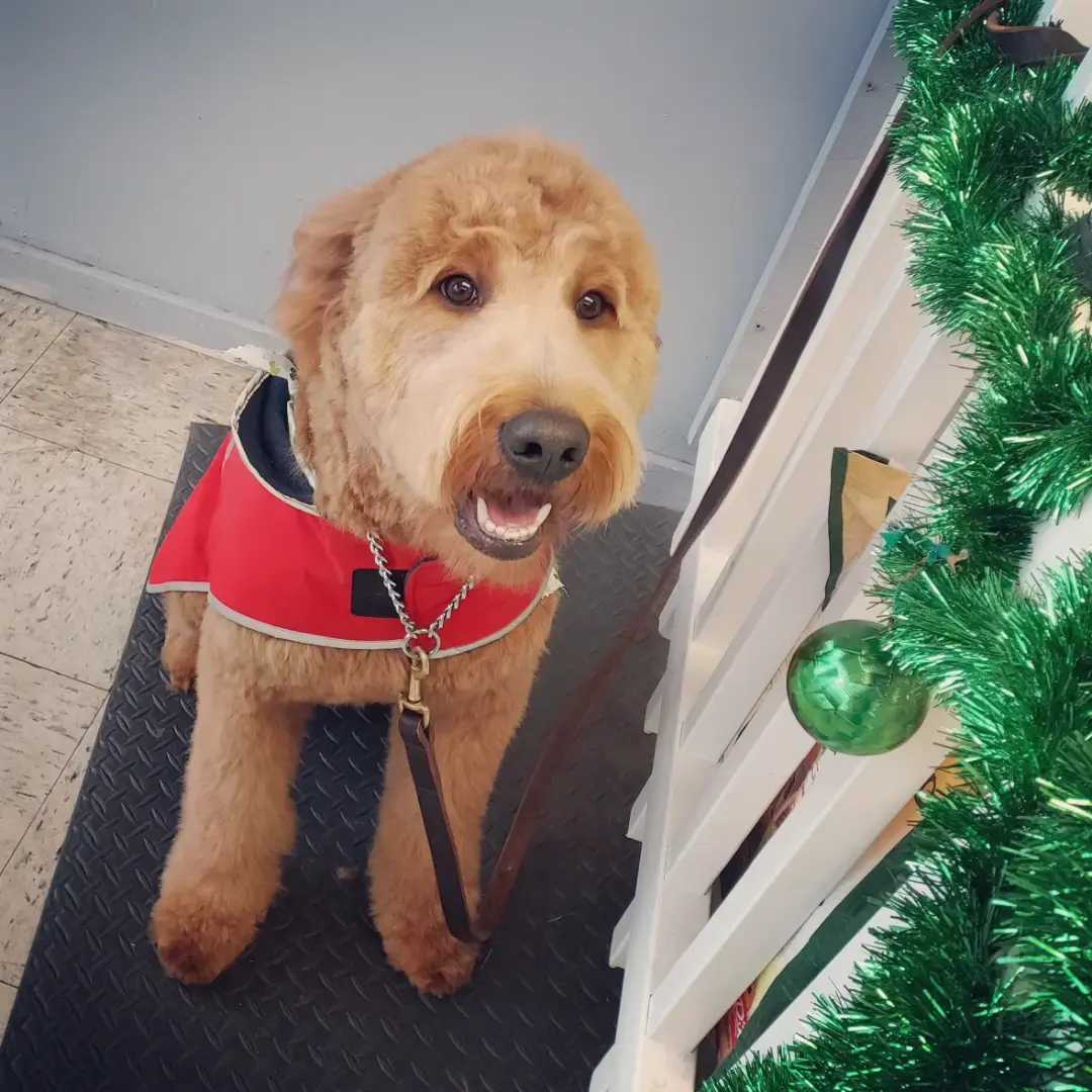 An apricot doodle in a red harness standing beside a green Christmas tree in the salon