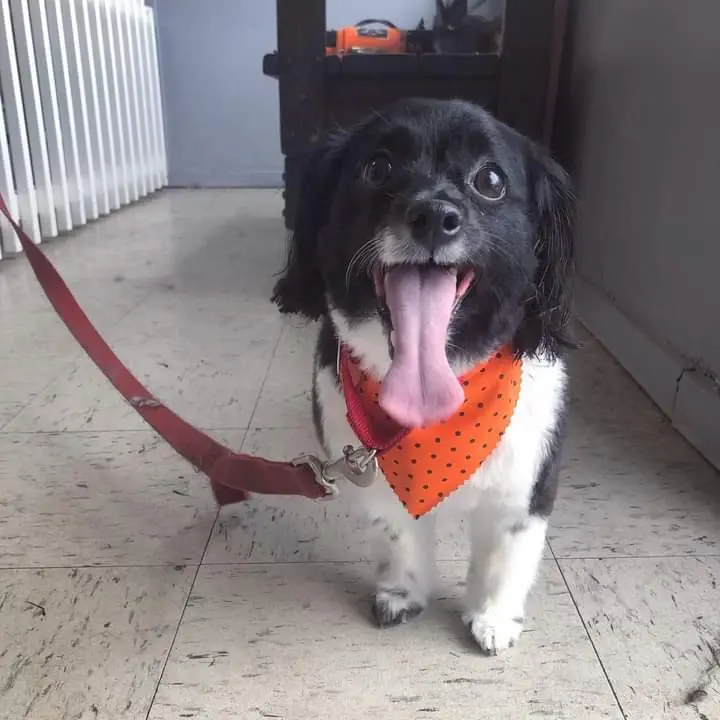 A black-and-white spaniel mix in an orange bandana on a red lead, tongue out
