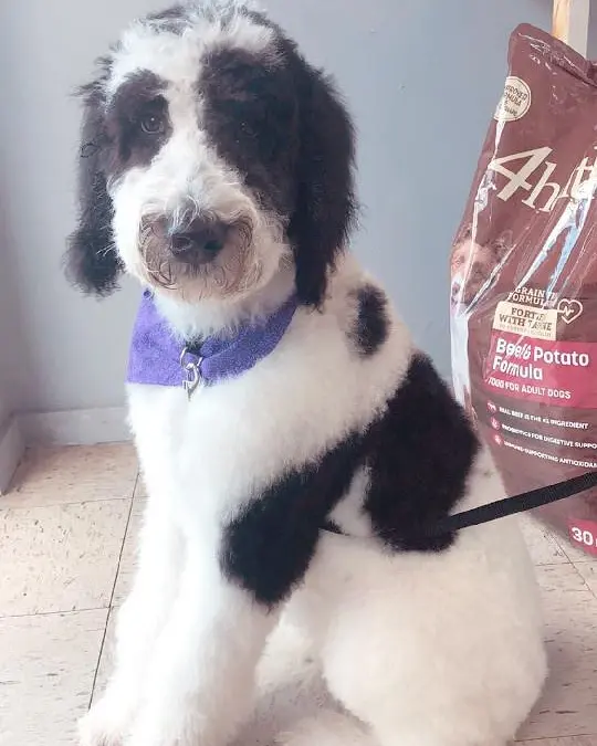 A black-and-white doodle in a purple collar standing in the salon