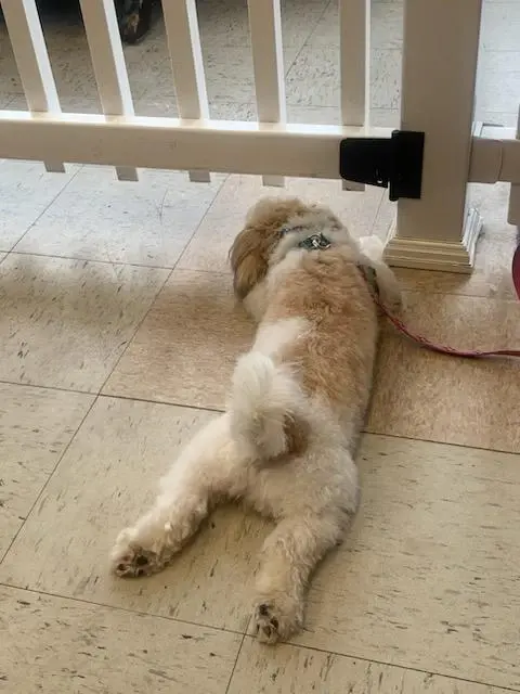 A cream doodle lying stretched out on the salon floor