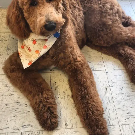 A red goldendoodle in a floral bandana lying on the salon floor