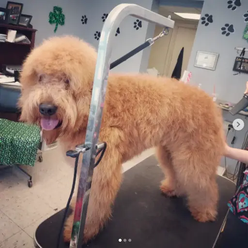 A freshly clipped apricot poodle standing beside the grooming arm