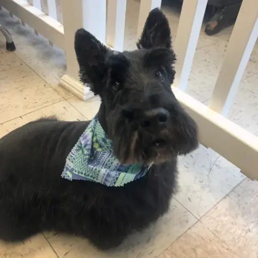 A black Scottish terrier in a plaid bandana lying on the salon floor