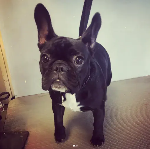 A black French bulldog standing in the salon, facing the camera