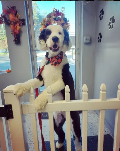 A black-and-white dog wearing a floral crown, front paws up on the salon gate