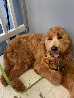 A red goldendoodle in a floral bandana lying on a green mat