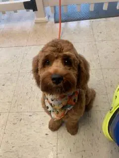 A brown cockapoo in a floral bandana looking up at the camera