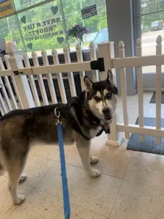 A husky on a blue lead standing at the salon gate