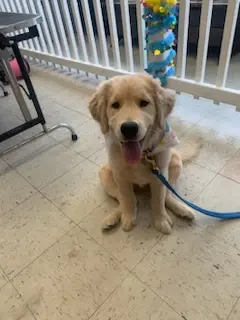 A golden retriever puppy sitting on a blue lead with its tongue out